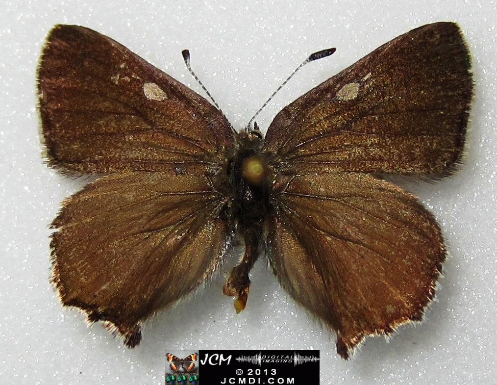 Callophyrs dumetorium dumetorium (Bramble Hairstreak) images